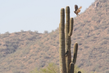 May 22, 2013<br>Great Horned Owl landing sequence